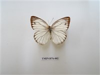 藏品(黑脈粉蝶)的圖片